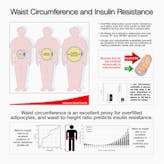 Why the simple waist-to-height ratio is a powerful health measurement
