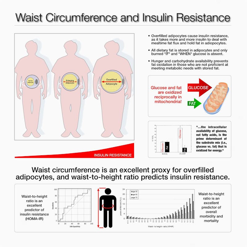 Waist-to-hip ratio and insulin resistance