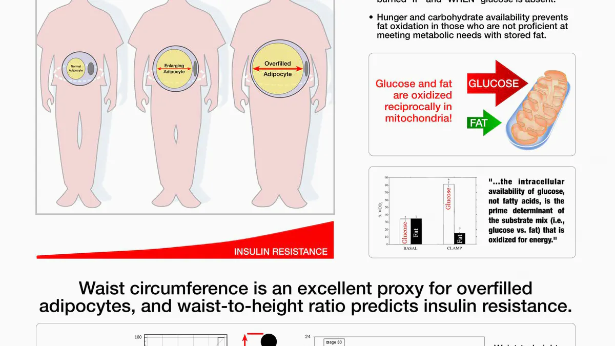 Why the simple waist-to-height ratio is a powerful health measurement