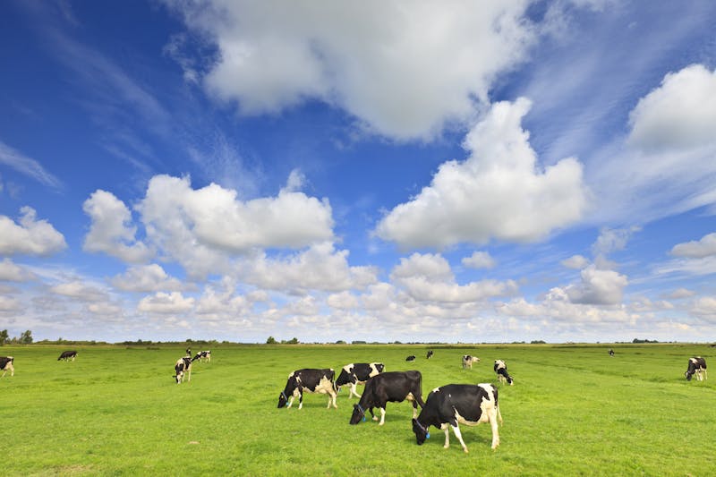 cows grazing in a fresh green field