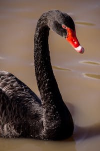 swan-945385_1920