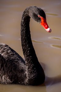 swan-945385_1920