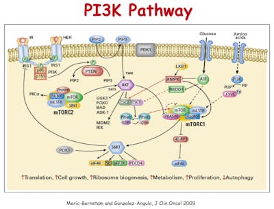 PI3KPathway