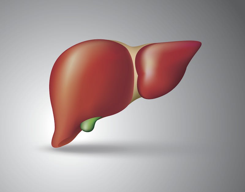 Human liver