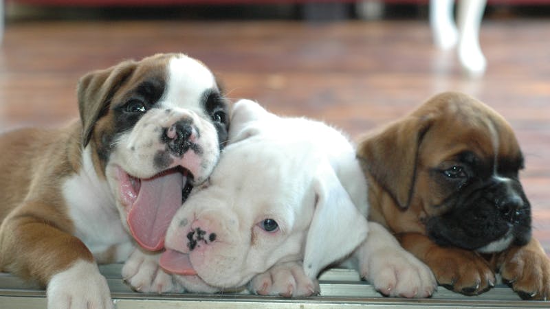 The world's most adorable puppies
