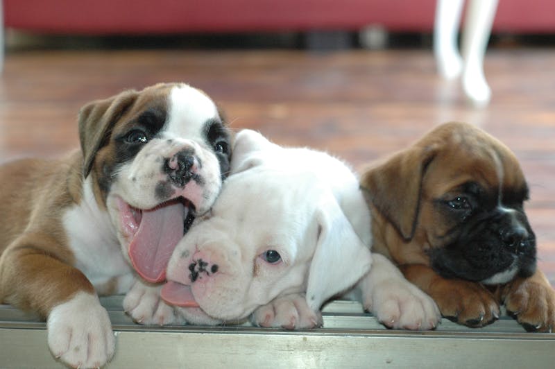 The world’s most adorable puppies