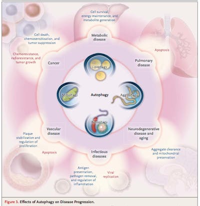 AutophagyNEJM