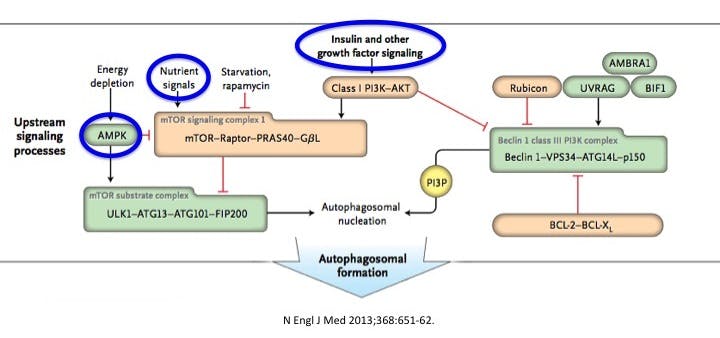 AutophagyNEJM2