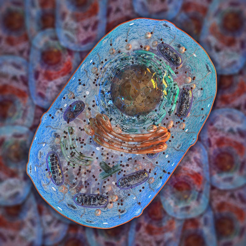 Animal cell. Internal structure