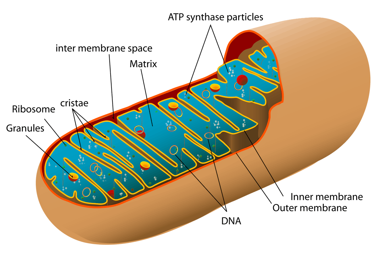 Mitochondrion