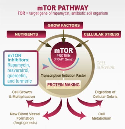mTOR-PATHWAY700