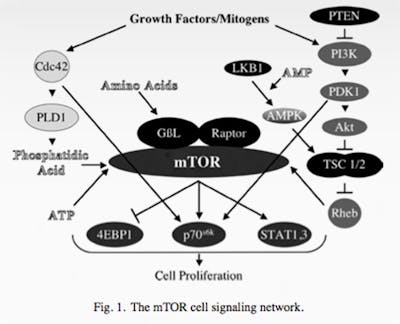 mTOR1