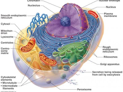 Cell_Structure_Fig_032.crop_1200x900_013.preview
