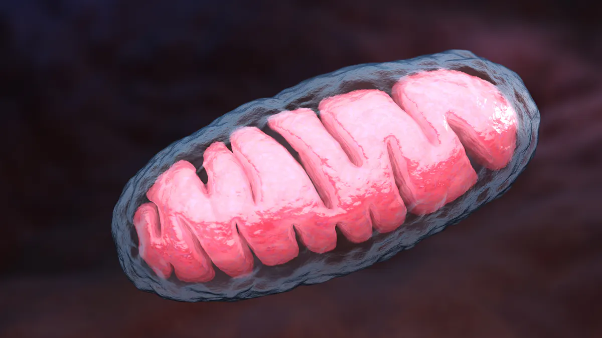 The powerhouses of the cell and human diseases