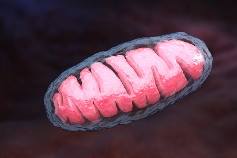 Mitochondrion