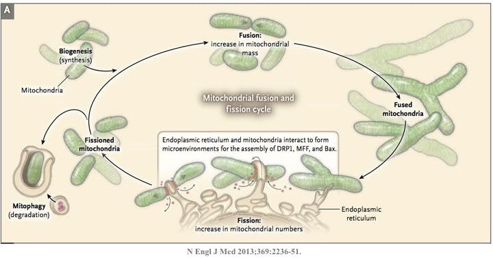 Mitochondrion3