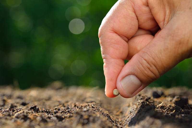 Farmer’s hand planting seed in soil