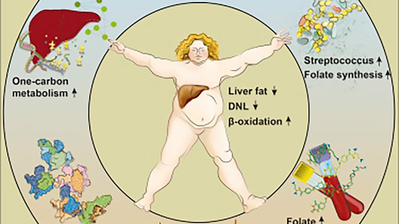 New study: Can low carb help reverse a fatty liver?