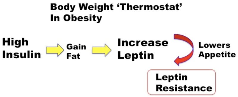 body-weight-thermostat-obesity