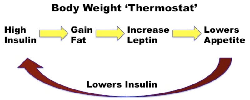 body-weight-thermostat