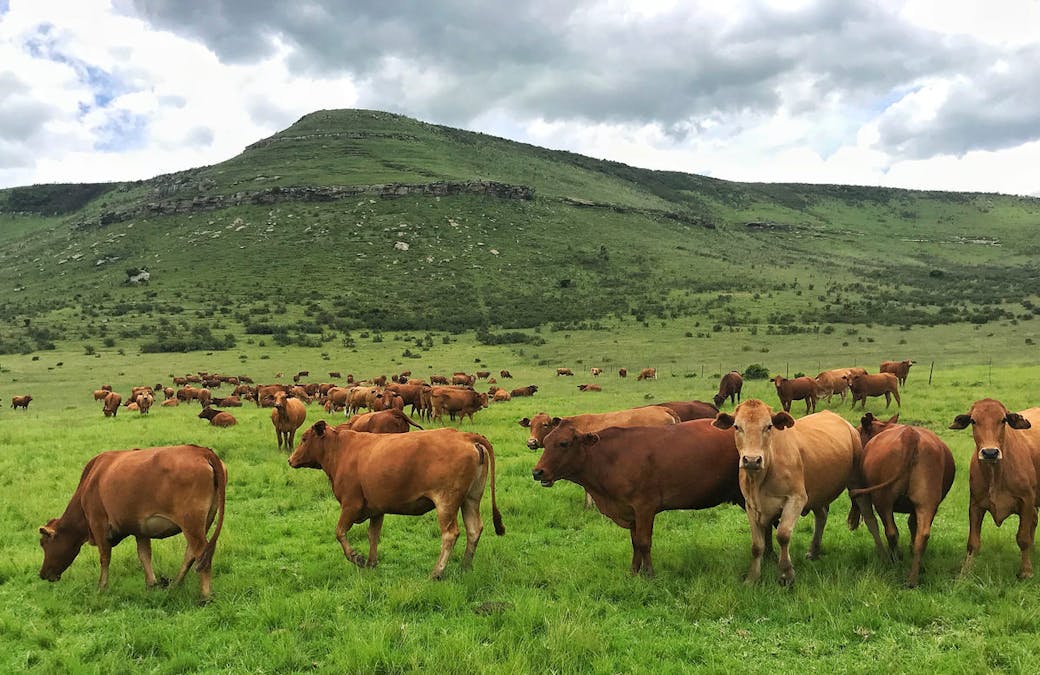 New study: Beef can have a positive impact on the environment