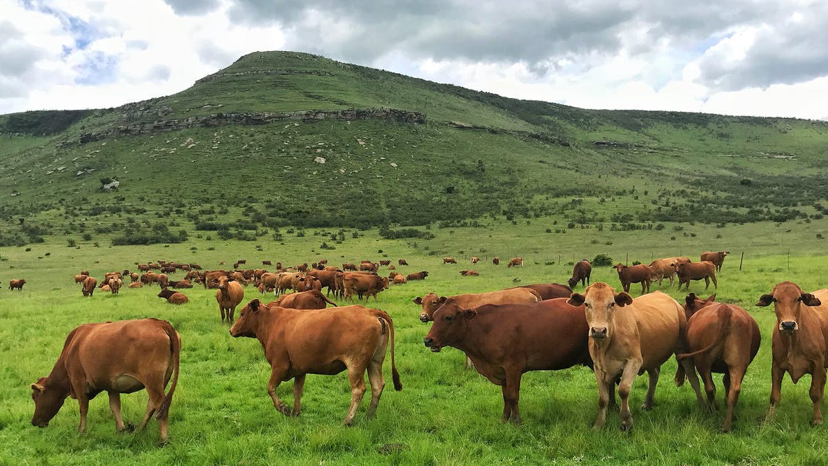 New study: Beef can have a positive impact on the environment