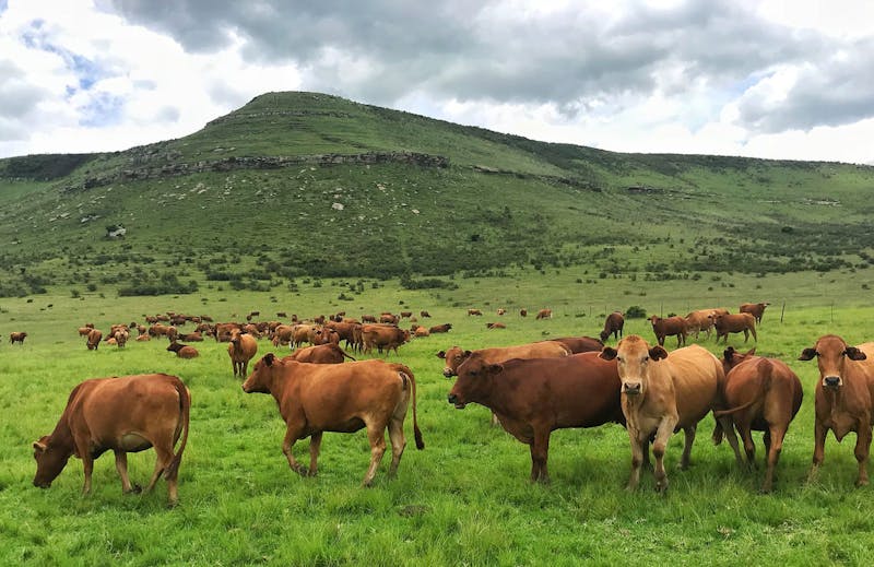 Cattle Grazing 14