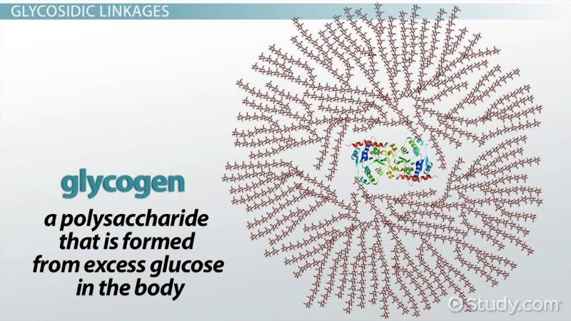 Glycogen