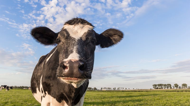 Close up of a dutch black and white cow in Holland