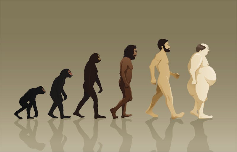 Human evolution