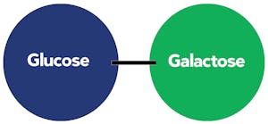 Lactose-structure2