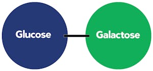Lactose-structure2