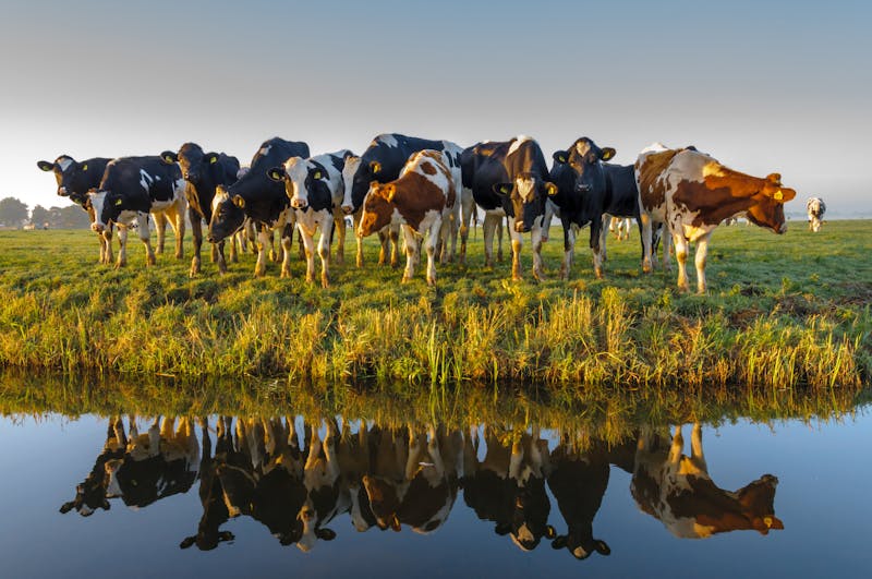 A group of curious cows in autumn morning light.