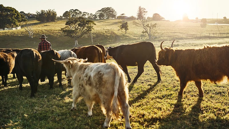 Farmer man and his cows