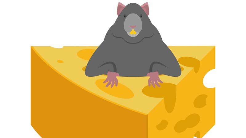 Mouse and cheese. Rodent vector Illustration