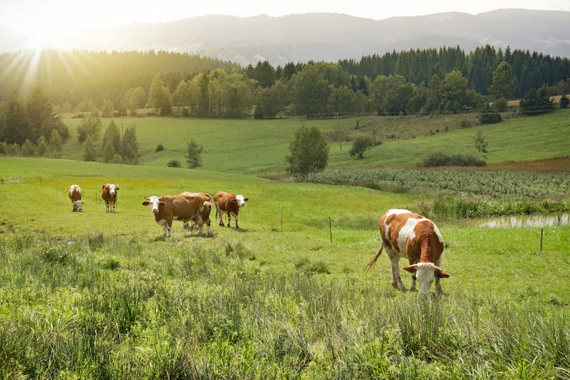 Cows on a meadow in morinng