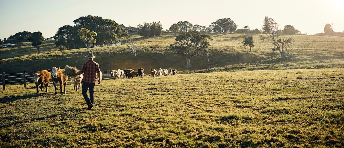 The green keto meat eater, part 1