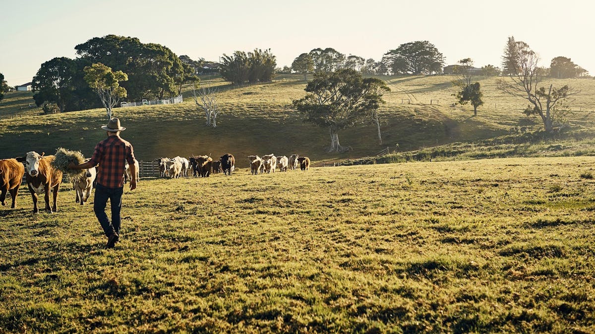 The green keto meat eater, part 1