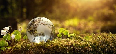 Six ways to stay environmentally friendly on a low carb or keto diet