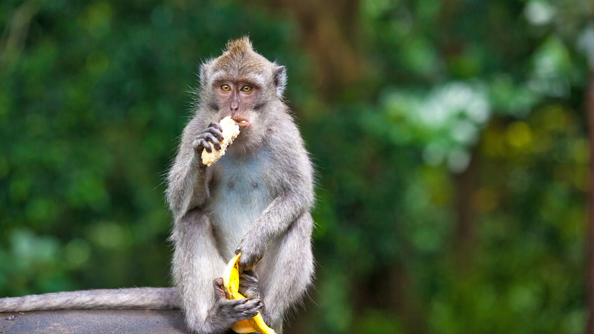 Melbourne Zoo stops feeding its animals fruit