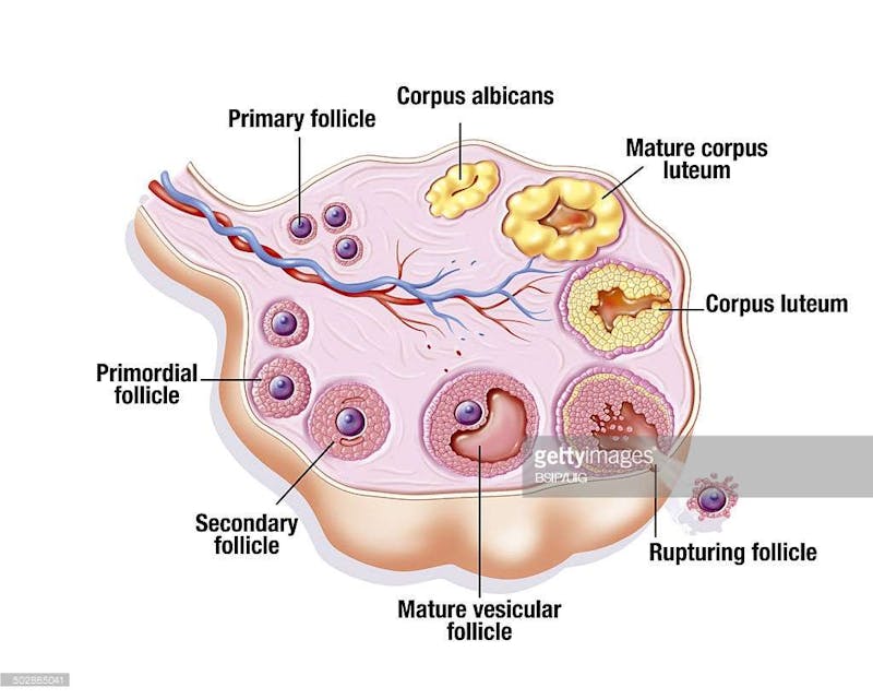 Ovarian-Cycle