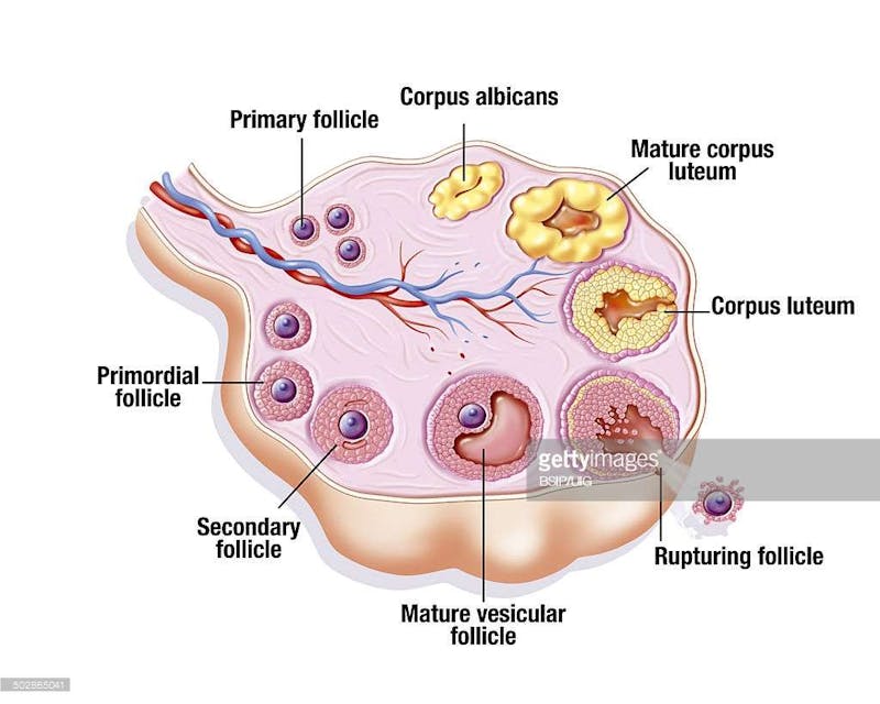 Ciclo endometrial