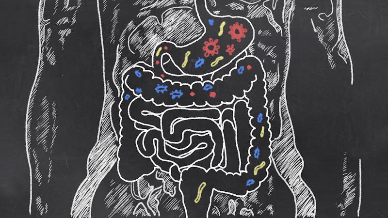 Intestines Sketch with Guts Bacteria