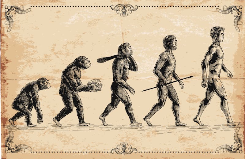 Vector of human evolution concept