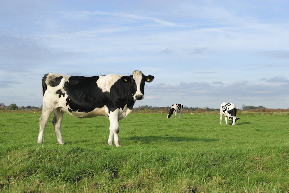 Op-Ed: Climate change is real — but don't blame cows