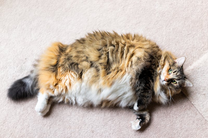 Closeup flat top lay view down below of calico maine coon cat lying on carpet in room looking up, lazy overweight fat adult kitty