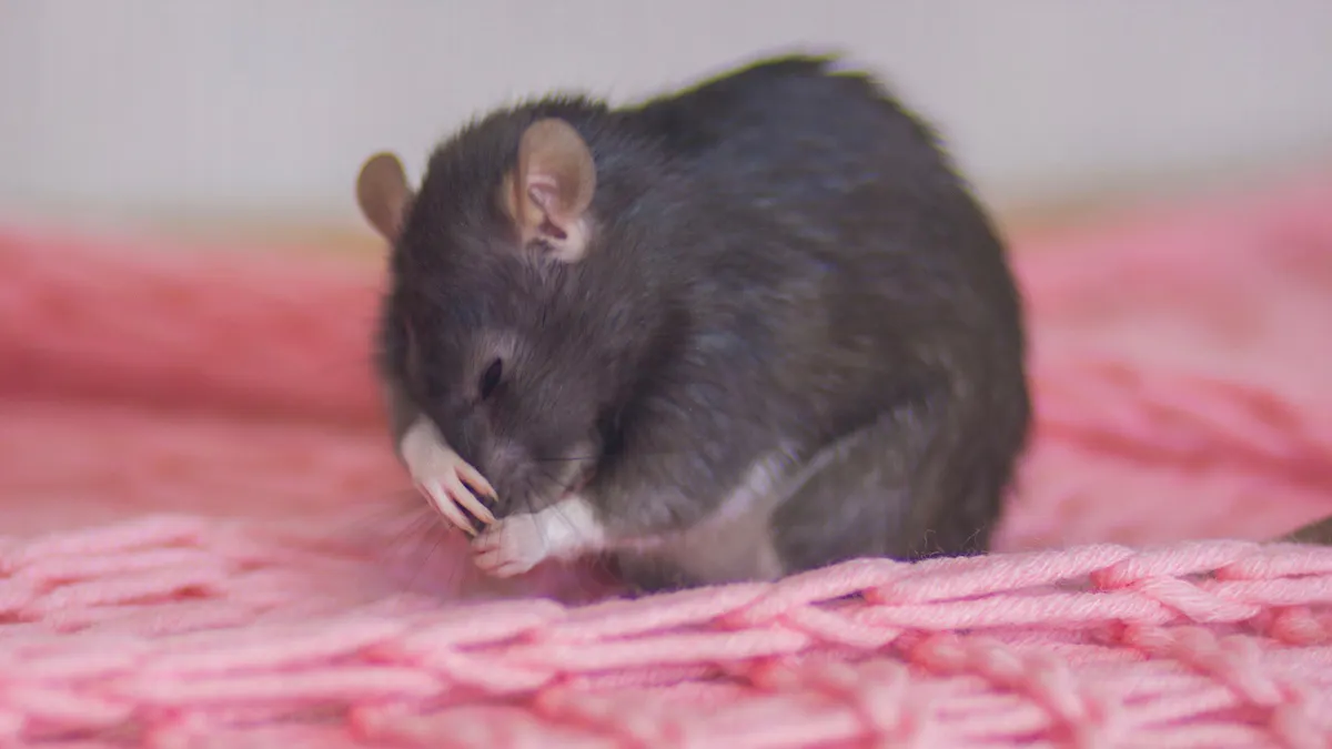 Much ado about keto and influenza (in mice)