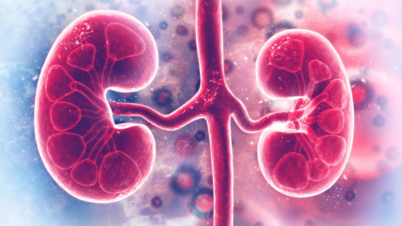 Human kidney on scientific background