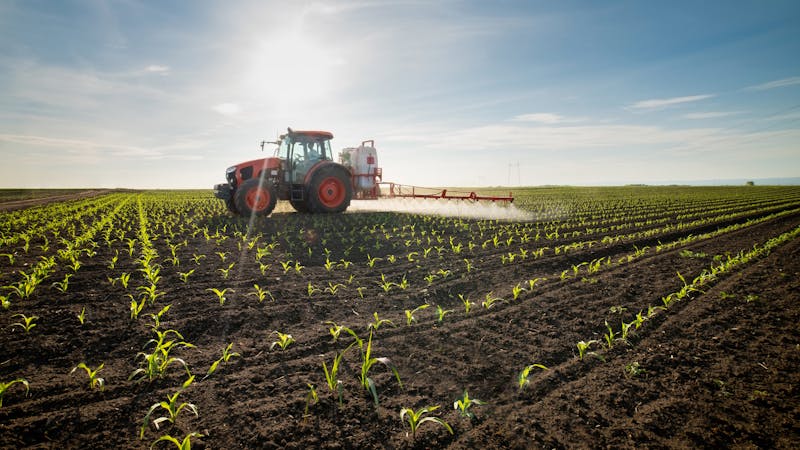 Tractor spraying young corn with pesticides