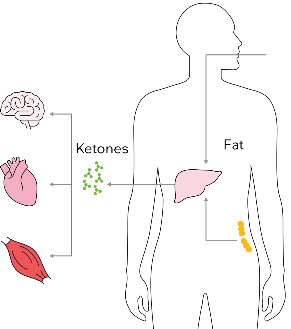How Keto Works A Keto Diet for Beginners: The #1 Ketogenic Guide - Diet Doctor